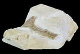 Pterosaur Partial Humerus - Solnhofen Limestone, Germany #108927-2